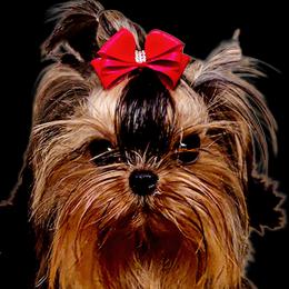 Gizmo - Yorkshire Terrier