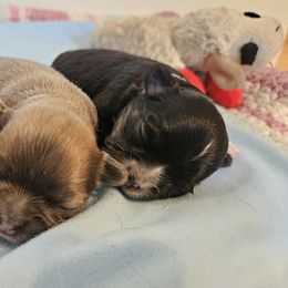 Chihuahua Puppies from Chihuahua Long Coats