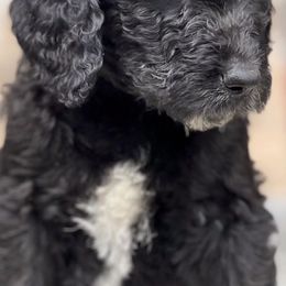 Goldendoodles from Bishop Doodles