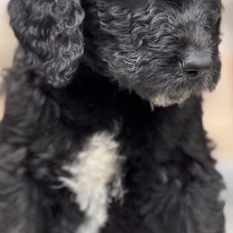 Goldendoodles from Bishop Doodles