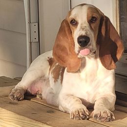 Odette - Basset Hound