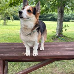 Bailey - Pembroke Welsh Corgi