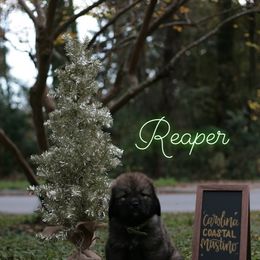 Neapolitan Mastiff and Tibetan Mastiff Puppies from Carolina Coastal Mastinos