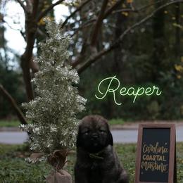 Neapolitan Mastiff and Tibetan Mastiff Puppies from Carolina Coastal Mastinos