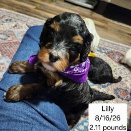 White collar lilly - Tri-color female Bernedoodle puppy in Fairmount, Indiana from Capens' Doodles,Poodles and Poo's
