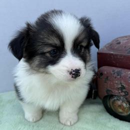 Ranger - Black and tan male Pembroke Welsh Corgi puppy in Scottown, Ohio from Wyndy Ridge Corgis