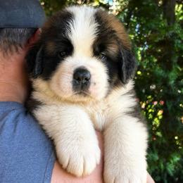 Orange Collar - Brown and white male Saint Bernard puppy in New York from Johnson Farms