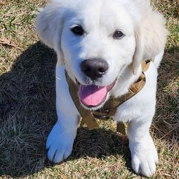 Golden Retriever Puppies from Fiddle In Gold Retrievers