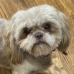 Eli - Shih Tzu