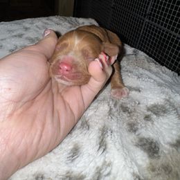 Cujo - Red and white male Cocker Spaniel puppy in Lake, Mississippi from MGs Cockers