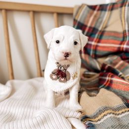 Heirloom - RL Christmas - Cream male Goldendoodle puppy in Syracuse, Indiana from The Doodle Cove