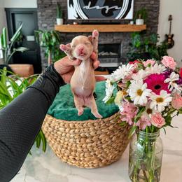 Girl 1 - Cream female Yorkipoo puppy in Pleasant View, Utah from Anchor Dogs
