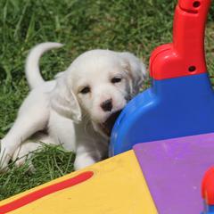 Border Collie, English Setter, and Miniature American Shepherd Puppies from First Harmony Farms
