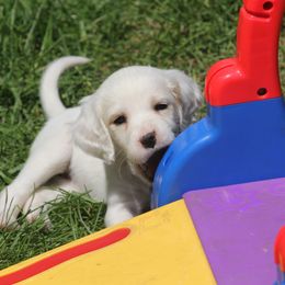 Border Collie, English Setter, and Miniature American Shepherd Puppies from First Harmony Farms