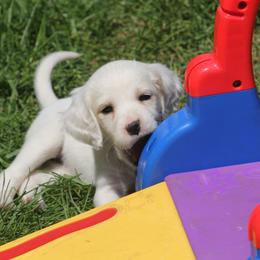 Border Collie, English Setter, and Miniature American Shepherd Puppies from First Harmony Farms