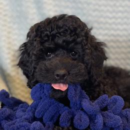 Bjorn - Black male Poodle puppy in Santa Rosa, California from Johnson’s Wine Country Poodles