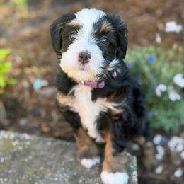 Rain - female Australian Mountain Doodle puppy in Henry, Illinois from Rowe Farms Doodles