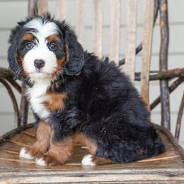 Lyra - Tri-color female Bernedoodle puppy in Dundee, Ohio from Down Home Doodle