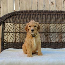 Bernedoodle and Goldendoodle Puppies from Delta Doodles and Poodles