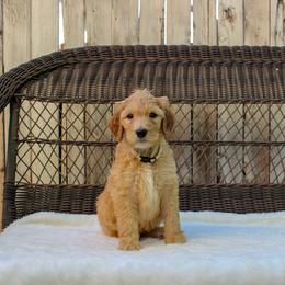 Bernedoodle and Goldendoodle Puppies from Delta Doodles and Poodles