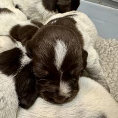 Boy 2 - Brown roan male Spinone Italiano puppy in Teton County, Idaho from Mountain Valley Spinone