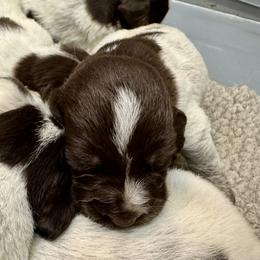 Boy 2 - Brown roan male Spinone Italiano puppy in Teton County, Idaho from Mountain Valley Spinone
