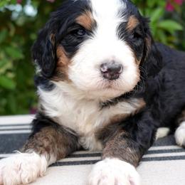 Delta - Tri-color female Bernedoodle puppy in Folsom, Louisiana from DoodlesFarmCo