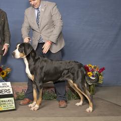 Powder - Greater Swiss Mountain Dog