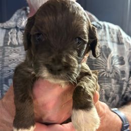 Fidget - Brown white and tan male Cockapoo puppy in Williamston, South Carolina from Sassy Bob’s Dogs
