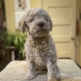 Luna - Off-white Lagotto Romagnolo puppy in Santa Fe, New Mexico from Raven Meadow Ranch