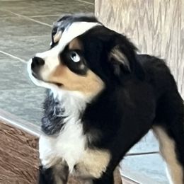Cash - Miniature Australian Shepherd