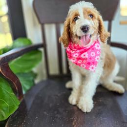 Margo - Yellow and white female Bernedoodle puppy in Wagener, South Carolina from Noble Friend Breeders LLC