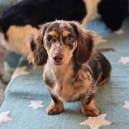 Mocha - Dachshund