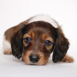 Bunny - Piebald female Dachshund puppy in Red Bud, Illinois from Midwest Miniature Dachshunds