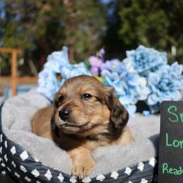 Snoopy (Blue collar) - Cream male Dachshund puppy in Prospect, Oregon from Spunky Sausage Pups