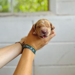 Ruffles - Light golden male Golden Retriever puppy in Magnolia, Mississippi from Magnolia Farm