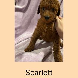 Scarlett - Red female Irish Doodle puppy in Harrisburg, Arkansas from Ransone’s Ridge Runners Poodles and Doodles