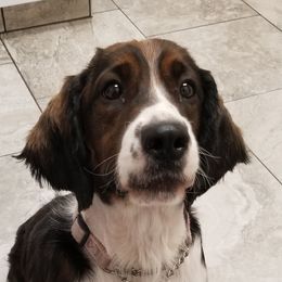 Willow - English Springer Spaniel