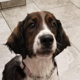 Willow - English Springer Spaniel