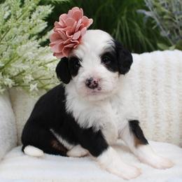 Libby - Tri-color female Bernedoodle puppy in Perrysville, Ohio from Pleasant Valley Bernedoodles