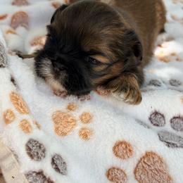 Shih Tzu Puppies from Our ShihTzu Family