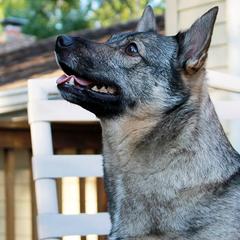 Swedish Vallhunds from Maena Swedish Vallhunds