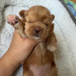 Mystery - female Shih Tzu puppy in Kettering, Ohio from The Ruff Life Tribe