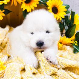 Momo - White and biscuit male Samoyed puppy in West Jordan, Utah from Rocky Mountain Samoyeds