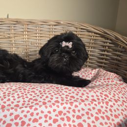 Abby AKC Exceptional Pedigree - Black female Shih Tzu puppy in Kings Mountain, North Carolina from Britany's Shih Tzus