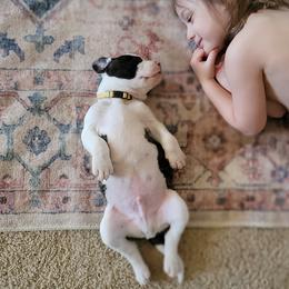 American Bulldog Puppies from Valor American Bulldogs
