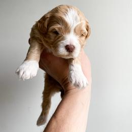 Liberty - female Cavapoochon puppy in Morris, Pennsylvania from Heartland Puppies