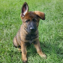 Orange - Sable male German Shepherd puppy in Chiefland, Florida from The Shepherds' House