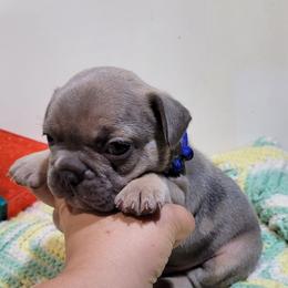 Smoky (Blue) - Blue fawn male French Bulldog puppy in Montrose, Michigan from C.Lee Family Frenchies