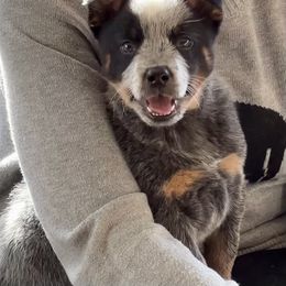Australian Cattle Dog Puppies from Heirloom Ranch